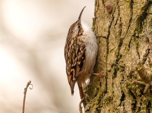 Gartenbaumläufer läuft einen rauborkigen Baum rauf